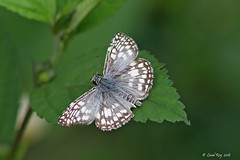 Papillons et chenilles du monde / Butterflies, moths and caterpillars of the world