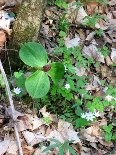 Trillium sessile / Bluegrass Kentucky
