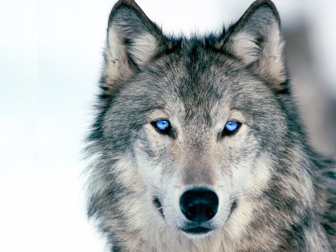 blue-eyed wolf
