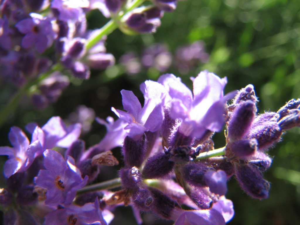 Lavender, by audreyjm529 on Flickr