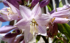 Asparagacea - hostas, hyacinths, liriope, and more