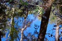 Walking Crabtree Swamp