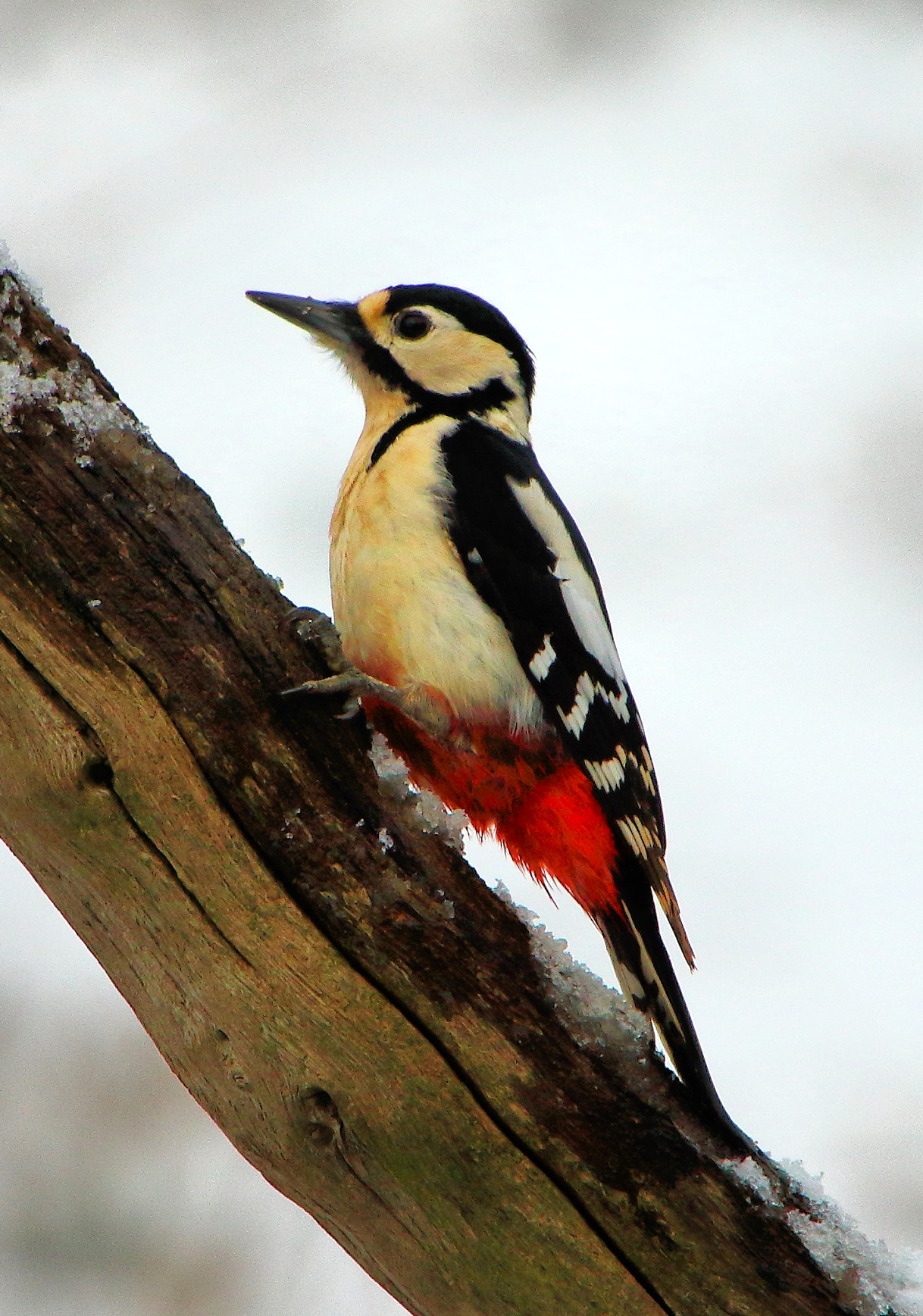 Great spotted woodpecker. Credit Airwolfhound