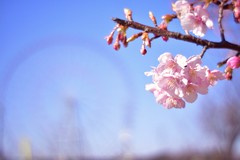 Cherry blossoms 2017