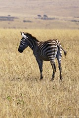 Zebra_1_2