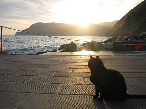 Cat watching the sun set