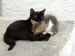 Gatti greci / Greek cats