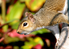 Squirrels & Marsupials