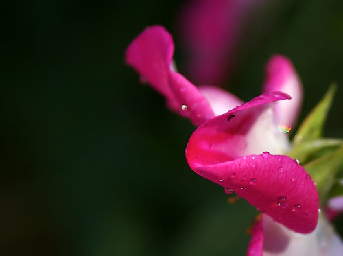 Rain Flower by Andrew Morrell Photography