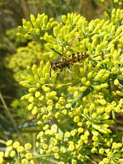 Wasp on Fennel