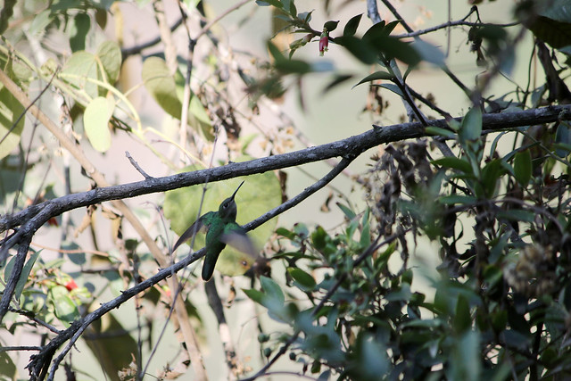Green violetear (Colibri thalassinus)