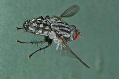 All Insects in Flight  -  alle Insekten im Flug