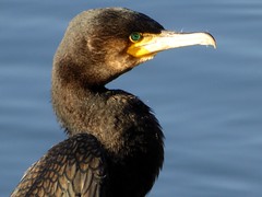 Grand cormoran - Great cormorant