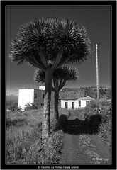 El Castillio y Las Tricias, La Palma