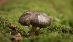 Mushrooms, Toadstools and Fungi