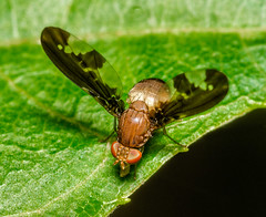 Picture-winged Flies (Ulidiidae)