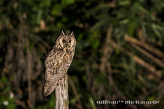 長耳鴞 Long-eared Owl