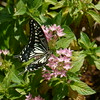 Asian Swallowtail 2