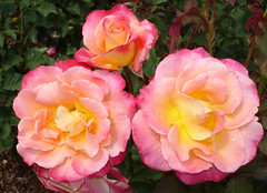 Portland Rose Test Garden