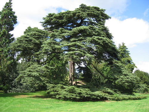 Cedar of Lebanon, Warwick Castle Grounds