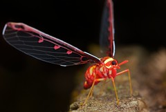 Hemiptera (Malaysia)