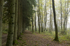 Ardennes Forest Hike