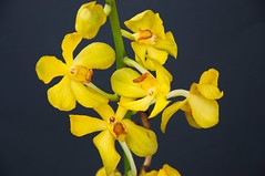 mr-orchid.com