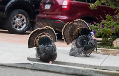Wild Turkeys in Berkeley, September 2015