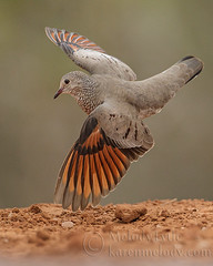 Bird Album 19 - Pigeons and Doves
