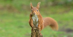Red Squirrels (wild)