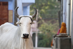 Cows of India