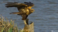 aguilucho lagunero(Western Marsh Harrier/Busard des roseaux)
