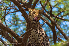 2015 - Balule Reserve Kruger National Park