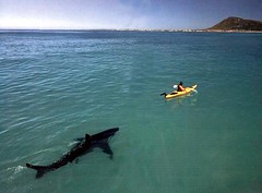 Jaws XXIV - Dude, paddle faster!  This does not look like a stress-free tropical vacation!