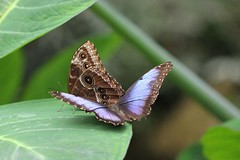 PAPILLONS - BUTTERFLY