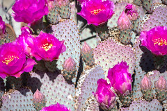 Beavertail Cactus Blossums
