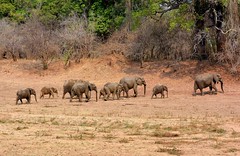 Zambia Wildlife Safari - Sept/Oct 2015