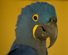 Birds  Parrots