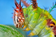Lepidoptera (Tanzania)