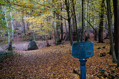 5458  L'automne dans la forêt de Meudon
