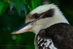 Birds - Kookaburras Cockatoos