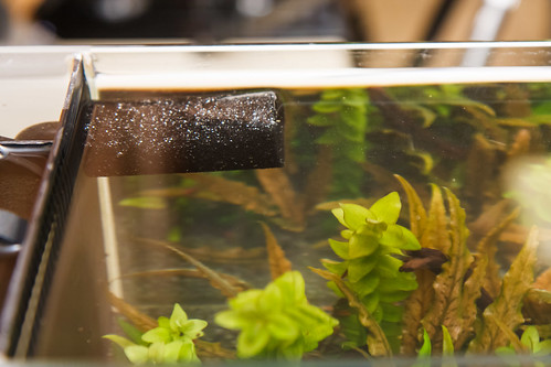 Fluval Edge Pre-Filter Sponge mounted on Spec Aquarium to reduce flow