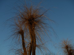 Munspelsgatan willow