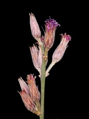 ASTERACEAE - Lessingianthus virgulatus