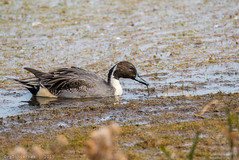 Birds of Forsythe - Northern Pintail | 2015