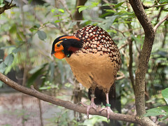 Pheasant - 20 *