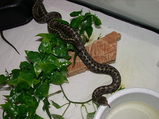 Wandering garter snakes mating (2002)