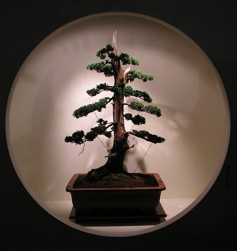 circle bonsai