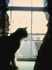 Jasper at the Window