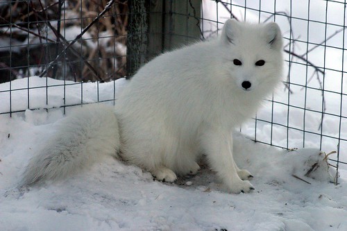 Renard Arctique / Artic Fox